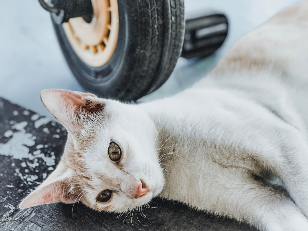 a close up of a cat laying on the ground