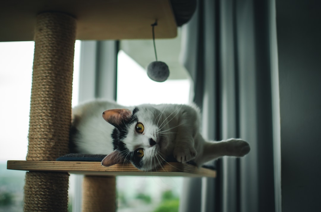 a black and white cat laying on top of a cat tree