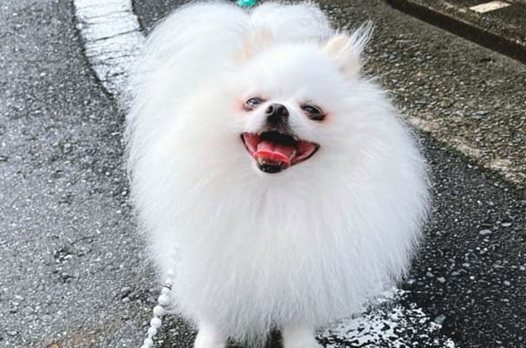 포메라니안성격