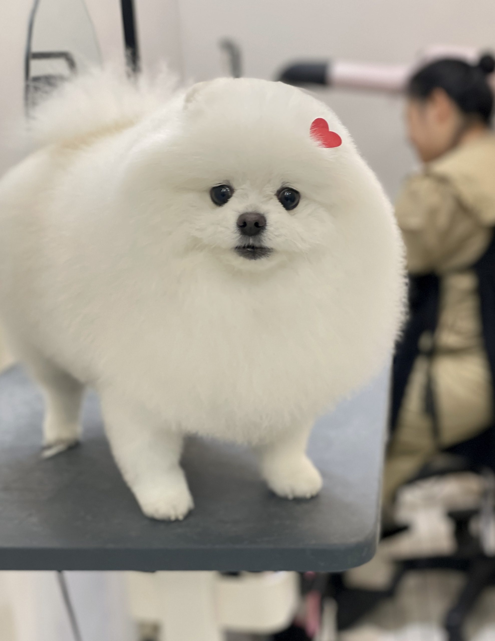 포메라니안미용