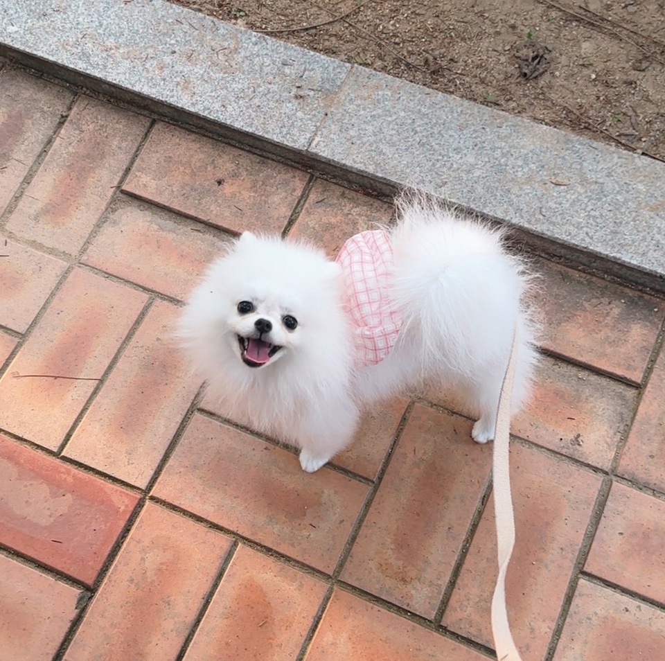 포메라니안하네스