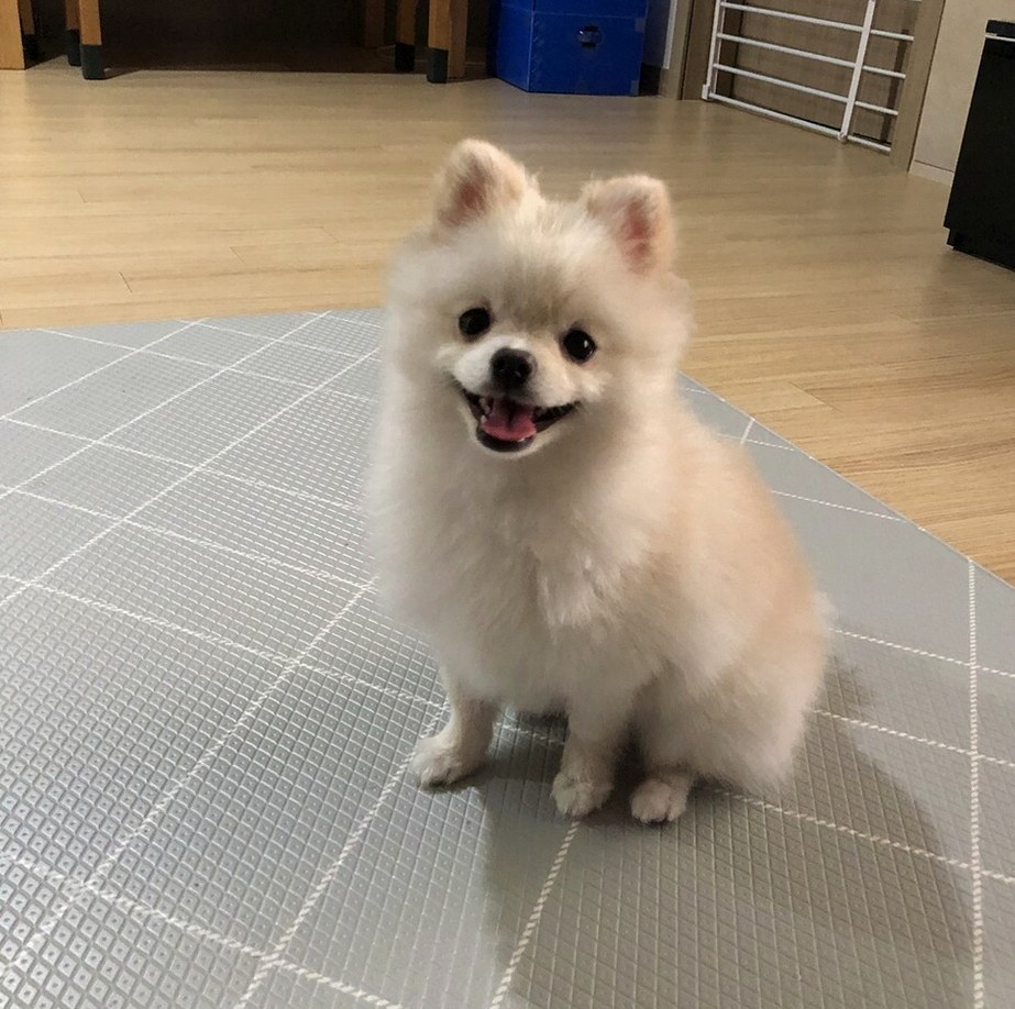 포메라니안아기