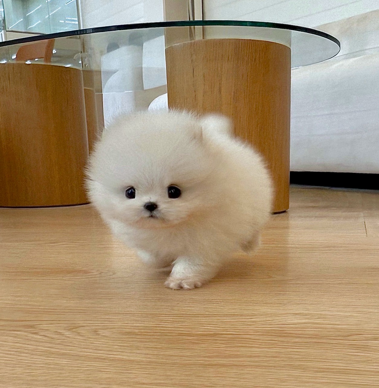 포메라니안일상