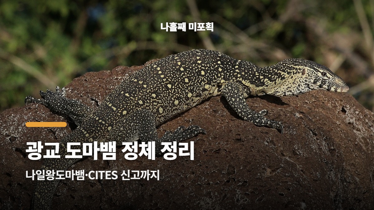 대표썸네일