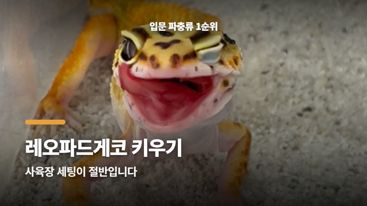 대표썸네일
