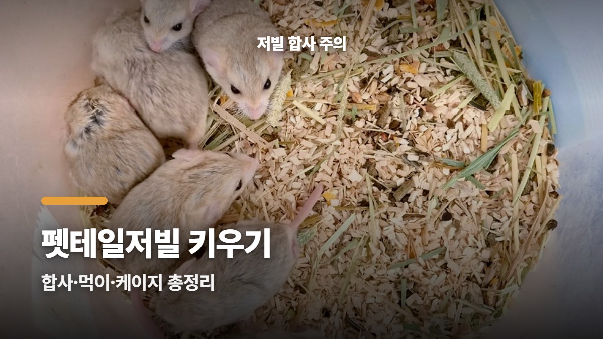 대표썸네일