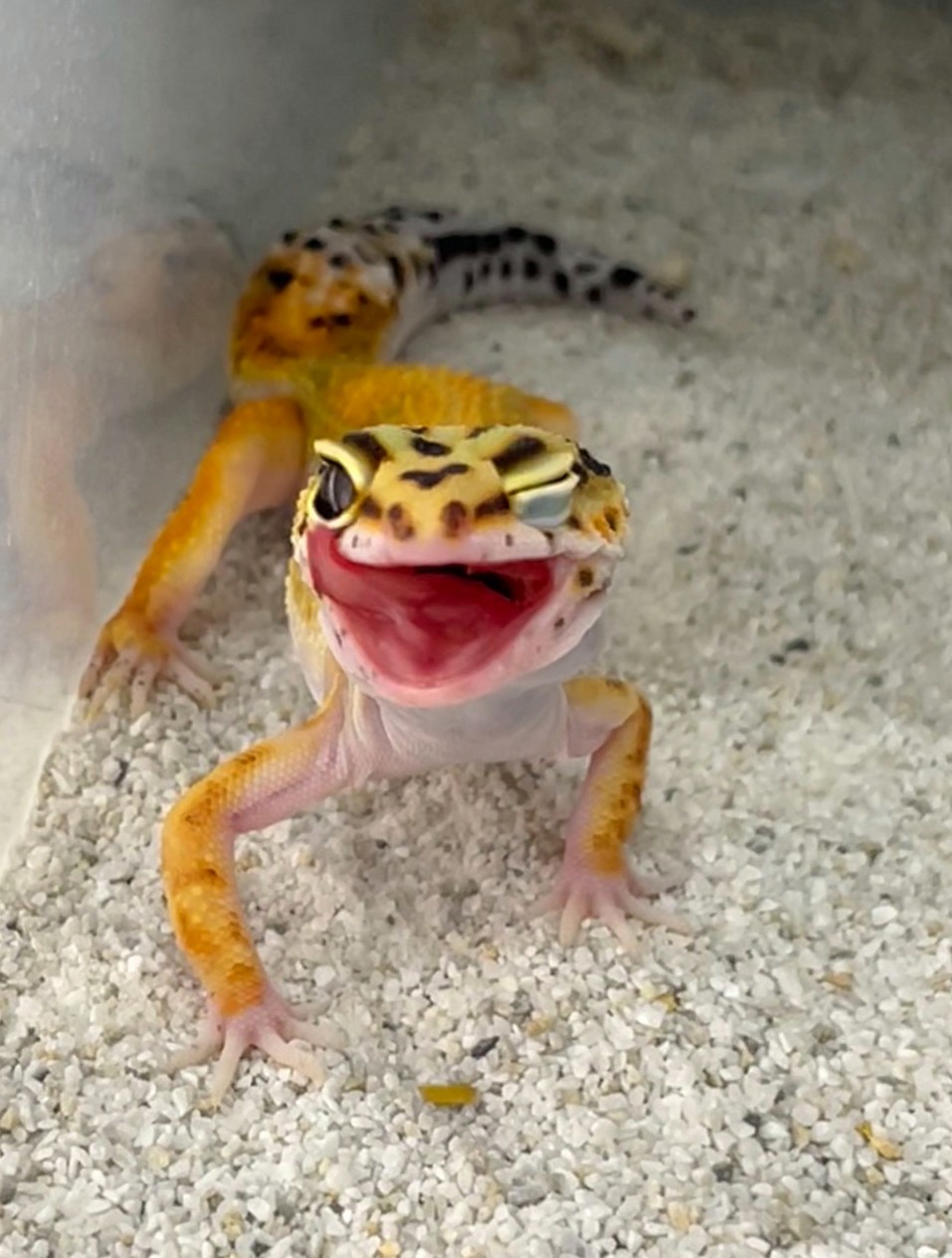 전신