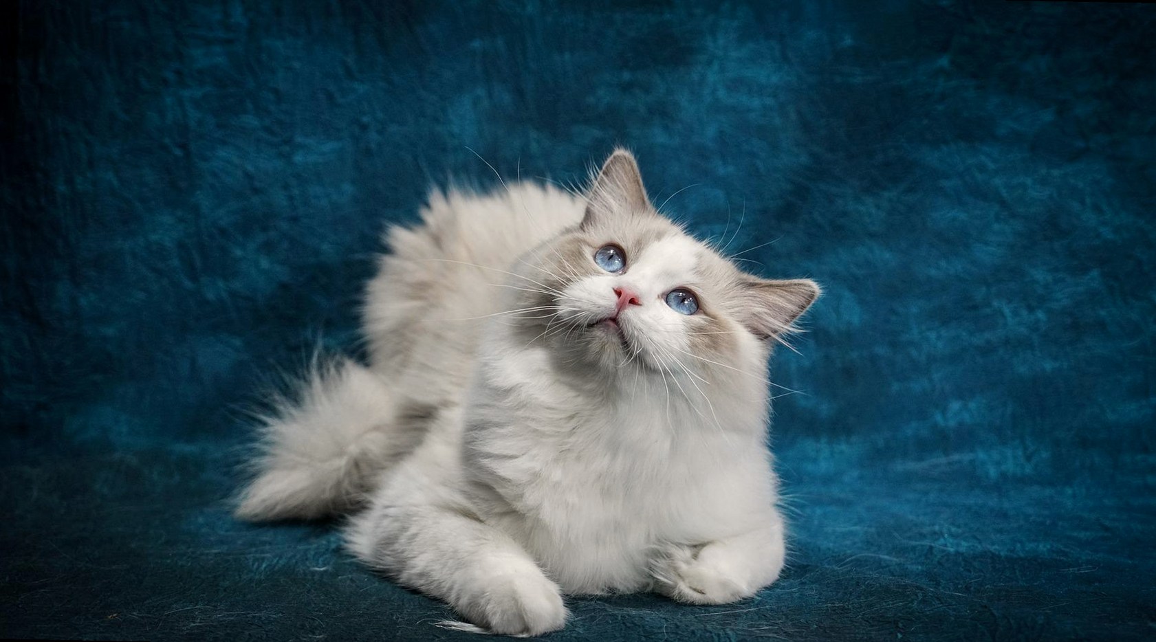 랙돌고양이대표