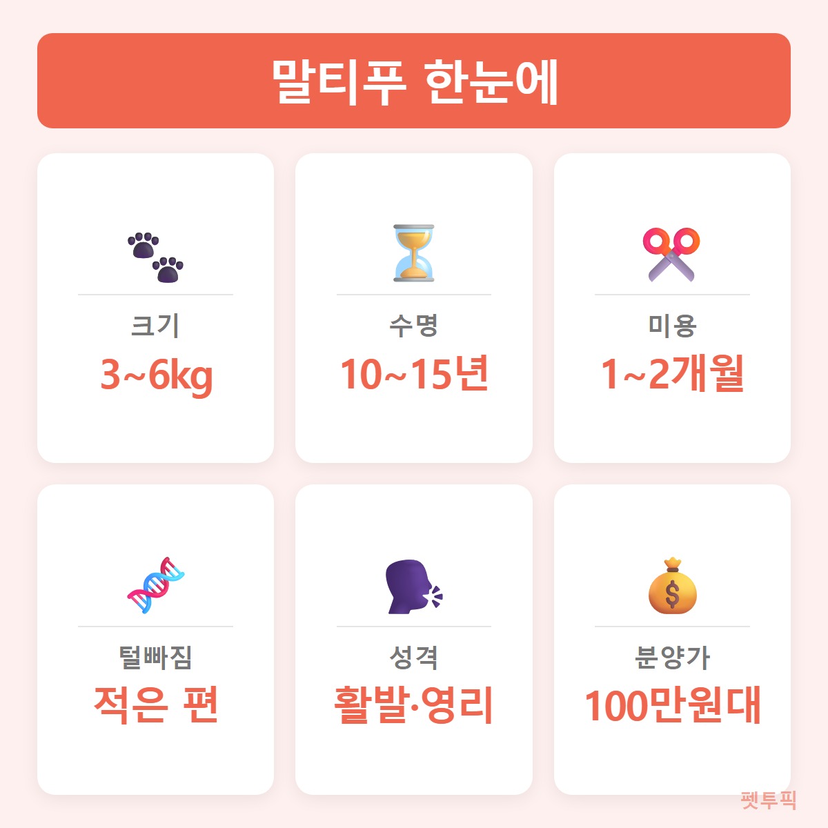 말티푸한눈에