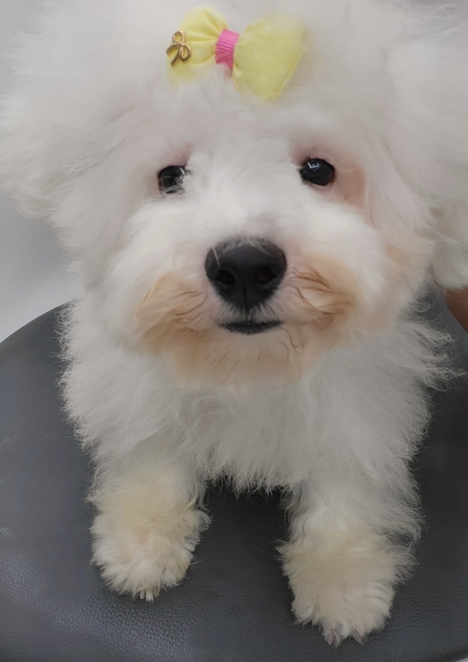 견종특징