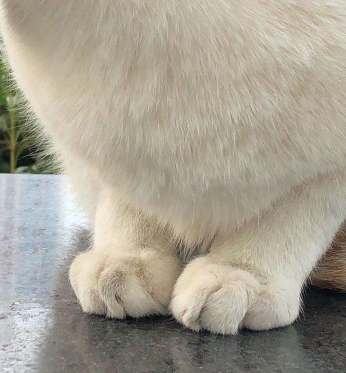 먼치킨다리