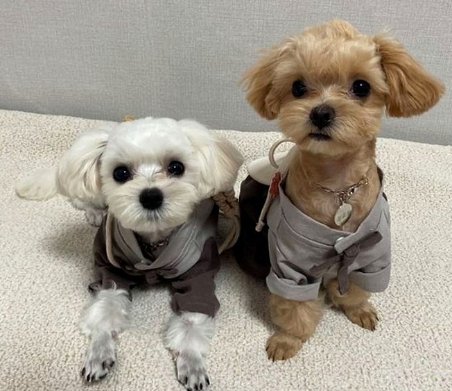 말티푸성격