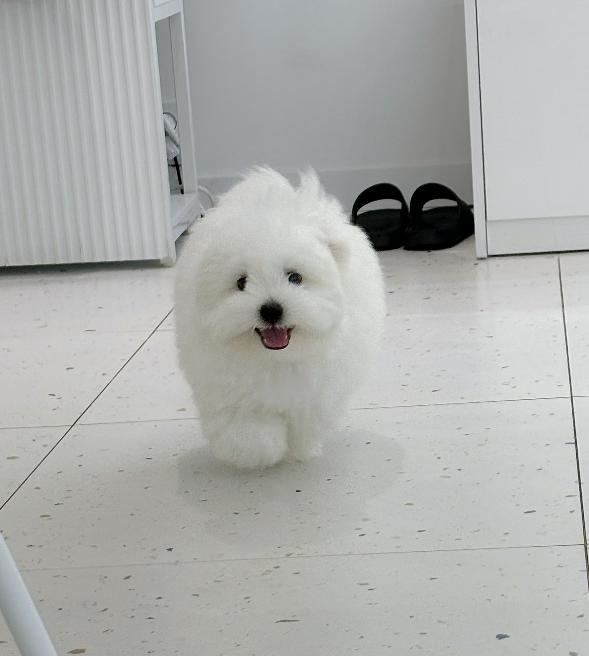 꼬똥강아지