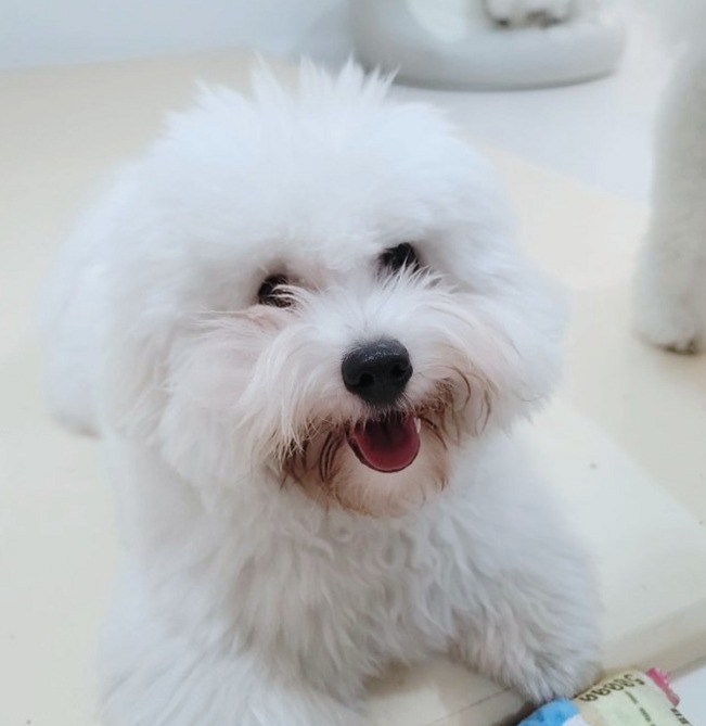 꼬똥털손질