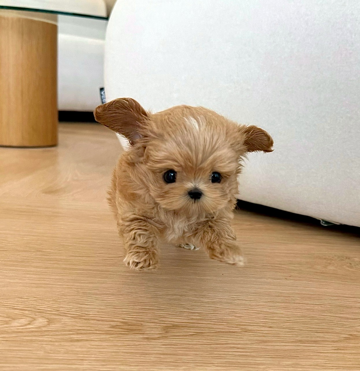 말티푸분양