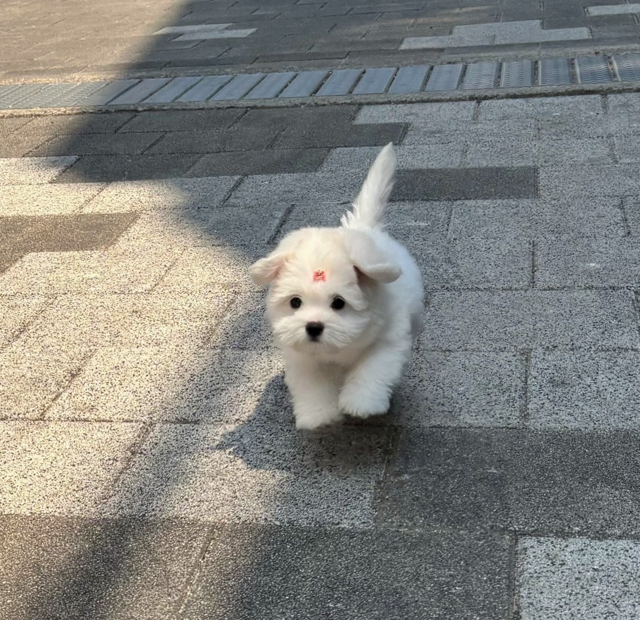 꼬똥산책