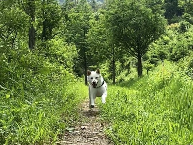 강아지산책