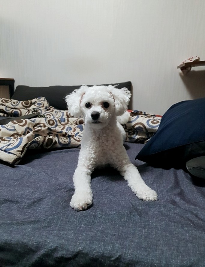 말티푸일상